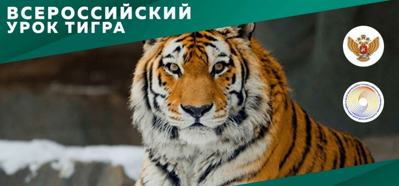 Всероссийский урок тигра